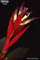 Billbergia 'Rosa'
