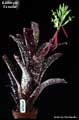 Billbergia 'Estrella'