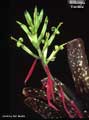 Billbergia 'Estrella'