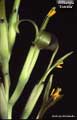 Billbergia 'Estrella'