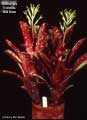 Billbergia 'Estrella' red