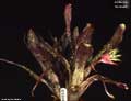 Billbergia 'De Nada'