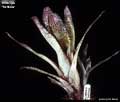 Billbergia 'De Nada'