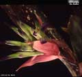 Billbergia 'De Nada'