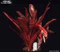 Billbergia 'De Nada Rojo'