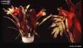 Billbergia 'Caliente'