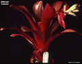 Billbergia 'Caliente'