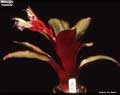 Billbergia 'Caliente'