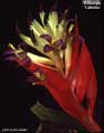 Billbergia 'Caliente' red