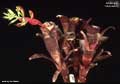 Billbergia 'Muchacho'