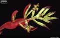 Billbergia 'Muchacho'