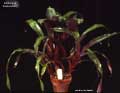 Billbergia 'Esplendido'