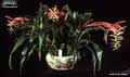 Billbergia 'Esplendido'