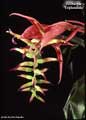 Billbergia 'Esplendido'
