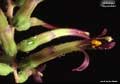 Billbergia 'Esplendido'