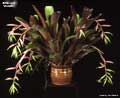 Billbergia 'Violetta'