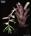 Billbergia 'Violetta'