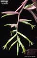 Billbergia 'Violetta'