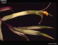 Billbergia 'Violetta'
