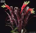Billbergia 'Miz Mollie'