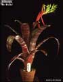 Billbergia 'Miz Mollie'
