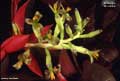 Billbergia 'Miz Mollie'