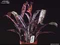 Billbergia 'Poquito Mas'