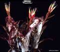 Billbergia 'Poquito Mas'