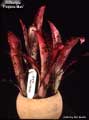 Billbergia 'Poquito Mas'