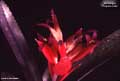 Billbergia 'Poquito Mas'