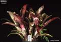 Billbergia 'Carioca'
