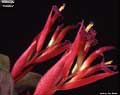 Billbergia 'Carioca'