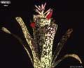 Billbergia 'Ole''