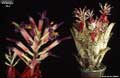Billbergia 'Ole''