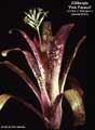 Billbergia 'Pink Parasol'