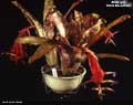 Billbergia 'Marie Bessellieu'