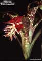 Billbergia 'Marie Bessellieu'