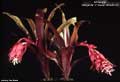 Billbergia 'Margarita.' X 'Stellar Attraction'