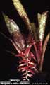 Billbergia 'Margarita.' X 'Stellar Attraction'