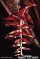 Billbergia 'Margarita.' X 'Stellar Attraction'