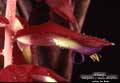 Billbergia 'Margarita.' X 'Stellar Attraction'