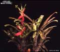 Billbergia 'Machu Picchu'