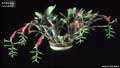 Billbergia 'La Mesa'