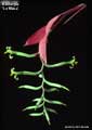 Billbergia 'La Mesa'