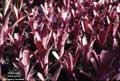 Billbergia 'Afterglow'