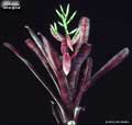 Billbergia 'Afterglow'
