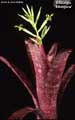 Billbergia 'Afterglow'