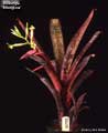 Billbergia 'Afterglow'