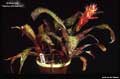 Billbergia 'Stellar Attraction'