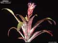 Billbergia 'Stellar Attraction'
